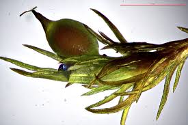 Image result for Bewsia