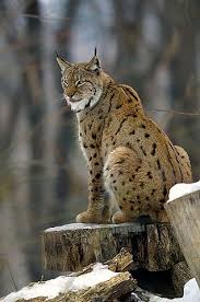 Are you planning to have a cat as a pet? Top 14 Big Cat Species In India Popular Biggest Wild Cats Fact