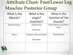 Foot Ankle And Lower Leg Ppt Download