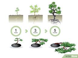 Home beauty and wellness beauty hacks how to make a artificial bonsai tree. How To Start A Bonsai Tree With Pictures Wikihow
