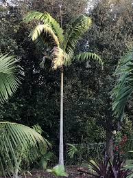 Image result for Wodyetia