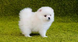 Pomeranian Info Temperament Life Expectancy Size Puppies Pictures