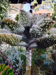 Free Plant Identification Rare Plants Plant Identification Plants