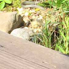 War ja alles nicht so schlimm, doch als wir dann im internet gelesen hatten, dass sie auch fische fressen. Ringelnatter Verscheuchen Schlangen Frosch