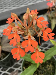 Image result for Habenaria arenaria