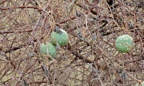 Image result for Lagenaria sphaerica