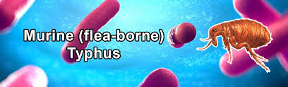 Anyone living in or traveling to areas where scrub typhus is found could get infected. Murinetyphus
