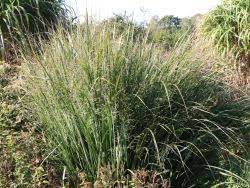 The warm tones of the panicum beautifully complement those of the adjacent miscanthus. Ruten Hirse Northwind Finde Deine Neue Staude Online Ratgeber