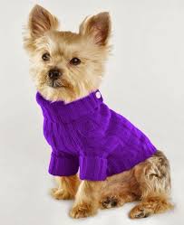Ferner erhalten sie von uns wichtige informationen zur anschaffung, welpengesundheit und erste erziehungstipps. Susse Lustige Bilder Kleine Hunde Pullover Hunde Pullover Hunde Pullover Stricken Hundepullover Stricken