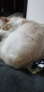 Check spelling or type a new query. Cat Sitters In Dubai Marina With Best Prices On Petbacker