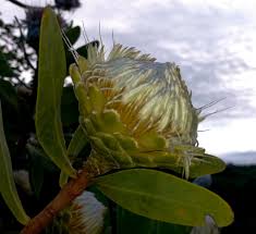 Image result for Protea gaguedi