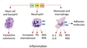 high low c4a levels complement c4a mold illness selfhack