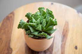 It grows leaves that look like puffy pillows of green topped off with scalloped tips like a pie crust. Crinkle Leaf Plant Care Growing Guide