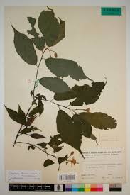 Image result for Glyphaea