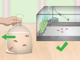How To Care For Platyfish | Complete Koi