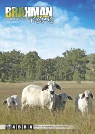 Brahman cattle in queensland australia. Download Pdf 9 6mb Australian Brahman Breeders Association