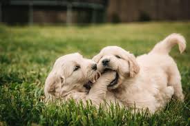 Mount juliet, tn, united states. Lilly Of The Valley Golden Retrievers Home Facebook
