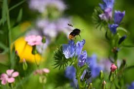 We did not find results for: Plan And Plant A Bee Friendly Garden Toledo Lucas County Public Library