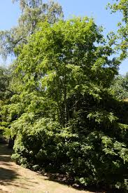 Image result for Tricalysia pallens