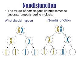 What Are Common Non Disjunction Disorders Which Occur During Meiosis Steemit