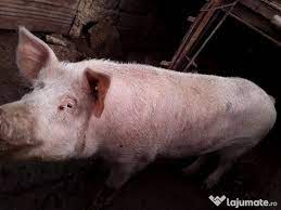 Elaborator (coordonate de identificare, cod caen, etc). PreÅ£12 Lei Porci Carne Rasa Corcitura Mistret Fara Colesterol Porci Negociabil Micesti Arges Acum 47 Secunde Adroa Zoo