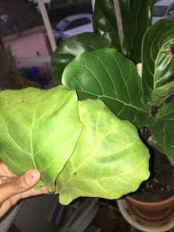 Continue reading to find common causes of monstera leaves turning yellow. Houseplants Forum Fiddle Leaf Fig Leaves Yellowing And Dropping Garden Org