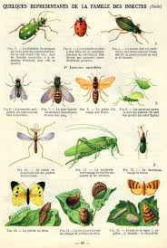 Lecons De Choses Dirand Carron Cm1 Cm2 Les Sciences 2 1 Lecon De Choses Animaux Cm1 Cm2