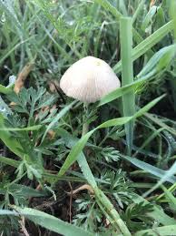 Image result for Conocybe lactea