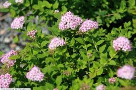 Image result for Spiraea japonica ´Little Princess