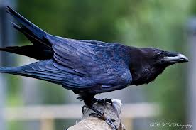 Birds That Start With Q Bing Images Http Www Bing Com 80 Images Search Q Raven 20cawing Form Restab Raven Bird Raven Feather Raven