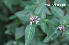 Image result for Lepidagathis scariosa