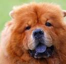 Adopt Blue a Chow Chow - dogsnow