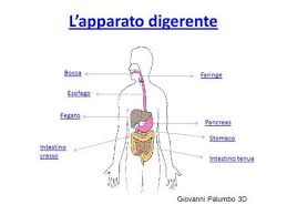 You can do the exercises online or download the worksheet as pdf. L Apparato Digerente Ppt Scaricare