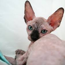 • sphynx cat breeders and catteries. The Sphynxs Meow A Bare Meow Sphynx Kittens For Sale New Mexico Sphynx Colorado Sphynx Arizona Sphynx Texas We Ship