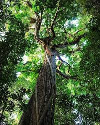 It S Not Surprising That The Daintree Rainforest Was Thought To Be James Cameron S Inspiration For The Film Avatarphoto By Daintree Rainforest Rainforest Photo