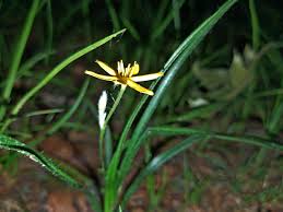 Image result for Hypoxis nyasica