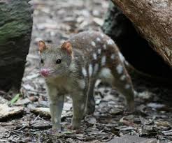 The World S Rarest Animals Recently Caught On Camera Rare Animals Quoll Australia Animals