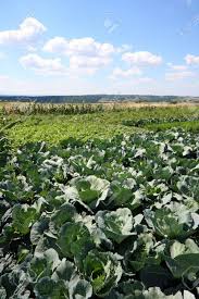Malopolska is a historical and ethnographical region, located in southeastern poland, in the basin of upper and partly central river wisla. Field Of Cabbage In Malopolska Region Of Poland Farming In Europe Polish Countryside Stock Photo Picture And Royalty Free Image Image 5099858