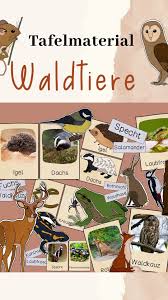 Waldtiere Bildkarten Poster Zeichnungen Reale Bilder Bildkarten Wald Grundschule Waldtiere