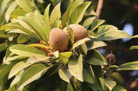 Gonzalez and feliciano (1953) suggested that tree vigor may be related to flower production and fruit set. Growing Sapota In Containers Pots Chikoo Sapodilla Gardening Tips
