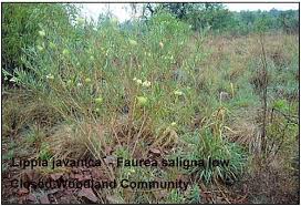 Image result for Eragrostis gummiflua
