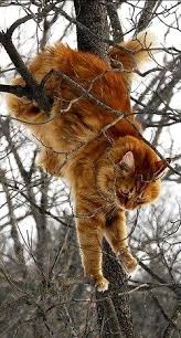 Baby Black And Orange Kitten It S Cold And Quiet I M Going To Get My Babies And Take Them Inside Cats Animals It Cast