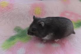 ペットショップ Peki Farm