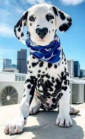pin by iremaasl on animal love cute baby animals cute animals baby animals