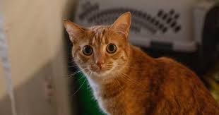 Diese negative erfahrung kann überwunden werden, wenn du mit der katze an ihrer toilette spielst. Hilfe Meine Katze Uriniert Ausserhalb Der Katzentoilette Was Soll Ich Tun Firstvet