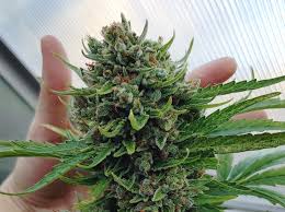 We did not find results for: How To Harvest Dry Trim Cure Store Homegrown Cannabis The Ultimate Guide Homestead And Chill