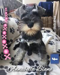 Every miniature schnauzer puppy for sale here at teacups, puppies and boutique of south florida will go home with an official health certificate signed by a licensed veterinarian, a 1 year health guarantee protecting against hereditary and congenital defects, all current vaccinations. Puppies Schnauzer Friends South Africa