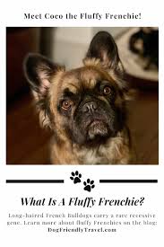 The frenchie is a smart and affectionate breed, excelling as a perfect companion dog, always desiring to be in close contact with its human family. What Is A Fluffy Frenchie Dog Friendly Travel