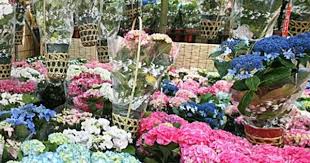 Maybe you would like to learn more about one of these? Best Trees Shrubs To Plant In New England Plants Planting Hydrangeas Planting Hydrangeas In Ground