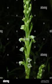 Image result for Antopetitia abyssinica